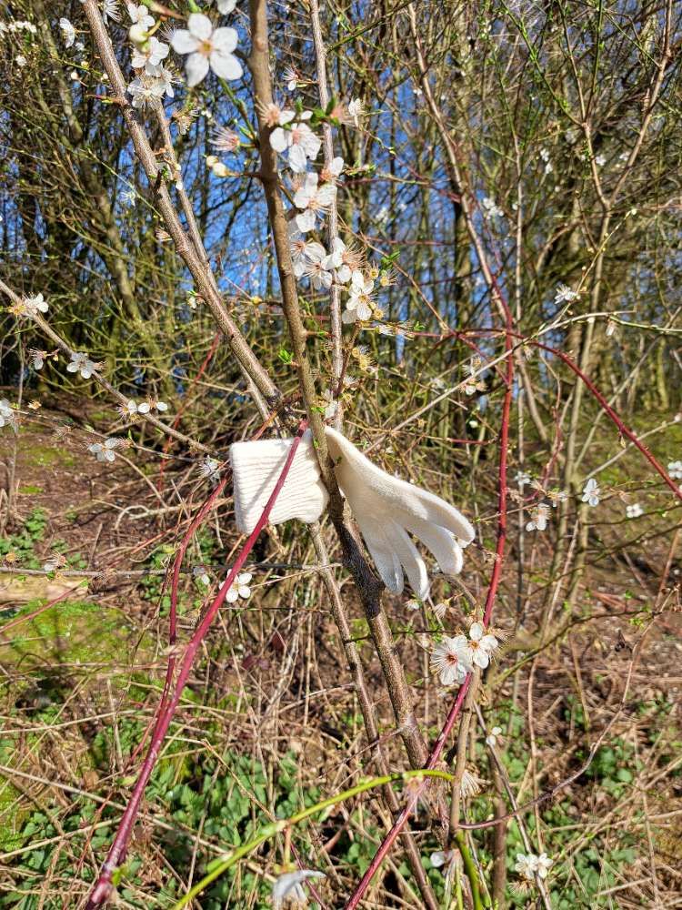 white glove found on 1 Mar 2026