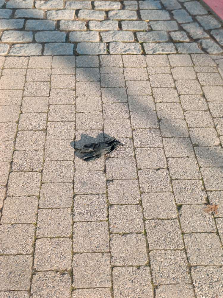 black glove found on 3 Mar 2026
