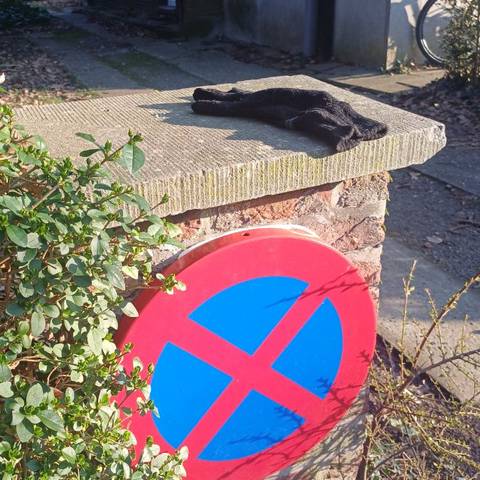black glove found on 3 Mar 2026