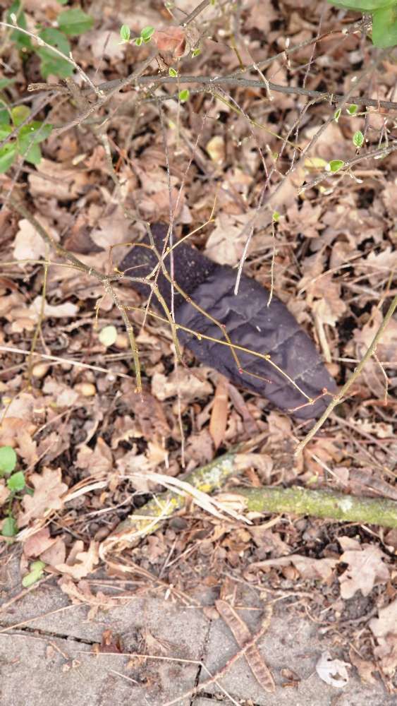 Lost black glove found in Belgium