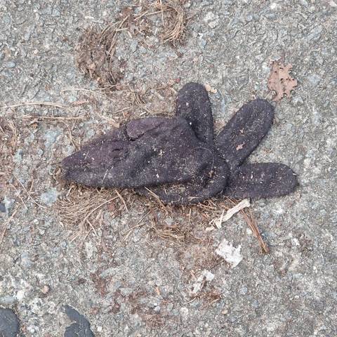 black glove found on 7 Mar 2026