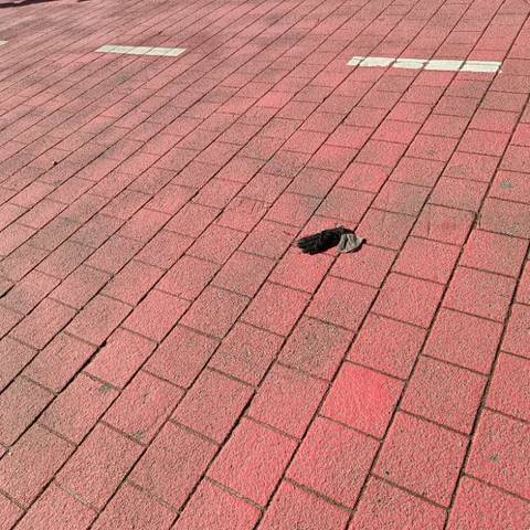 black glove found on 12 Mar 2026