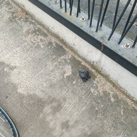 black glove found on 13 Mar 2026
