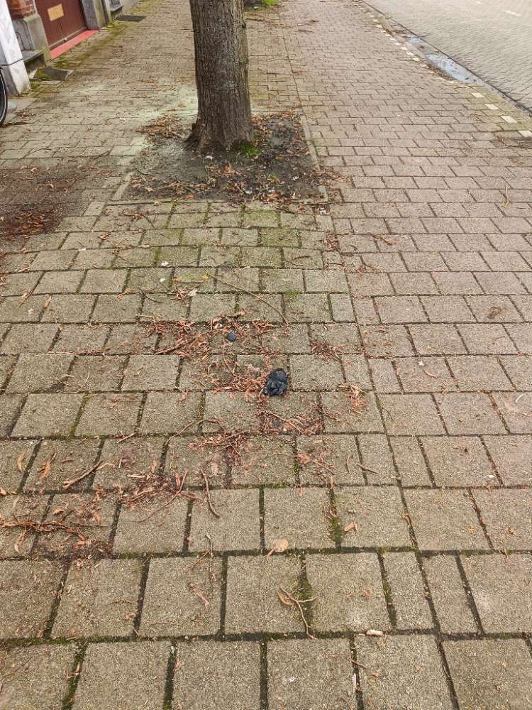 black glove found on 16 Mar 2026