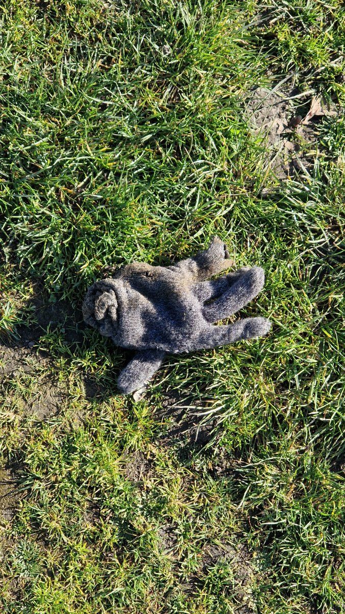 grey glove found on 18 Mar 2026