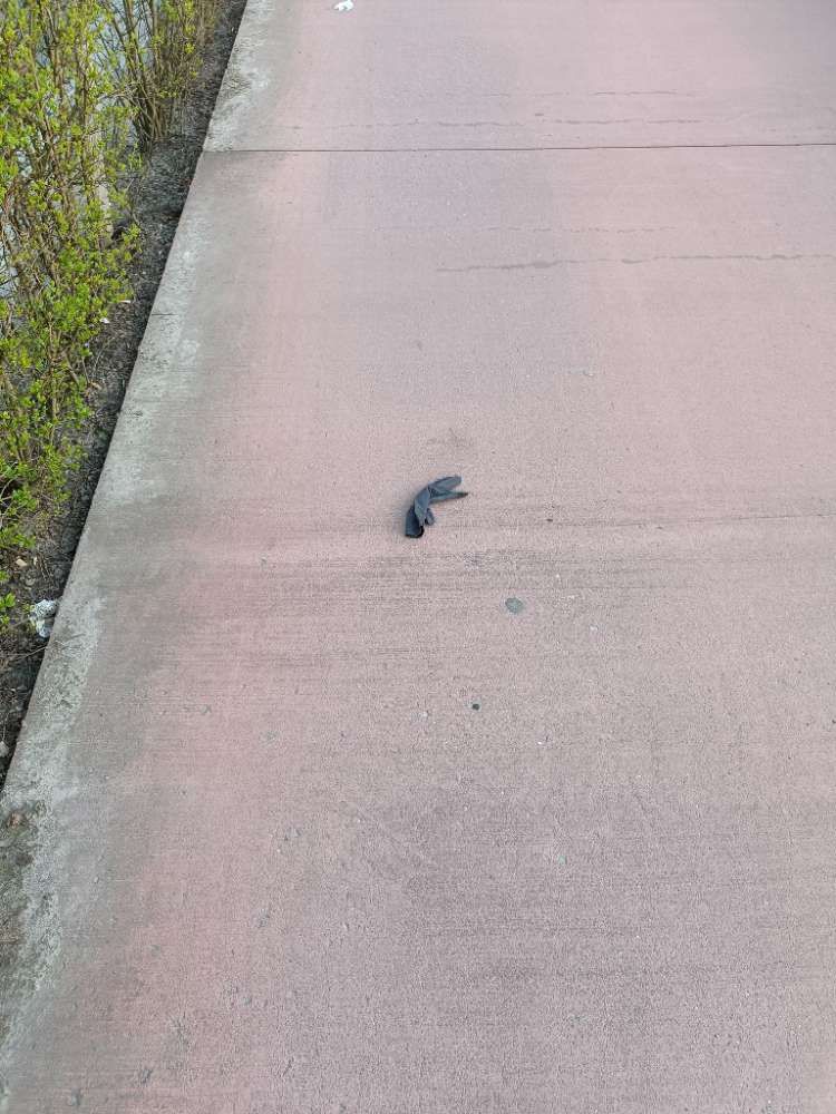 black glove found on 19 Mar 2026