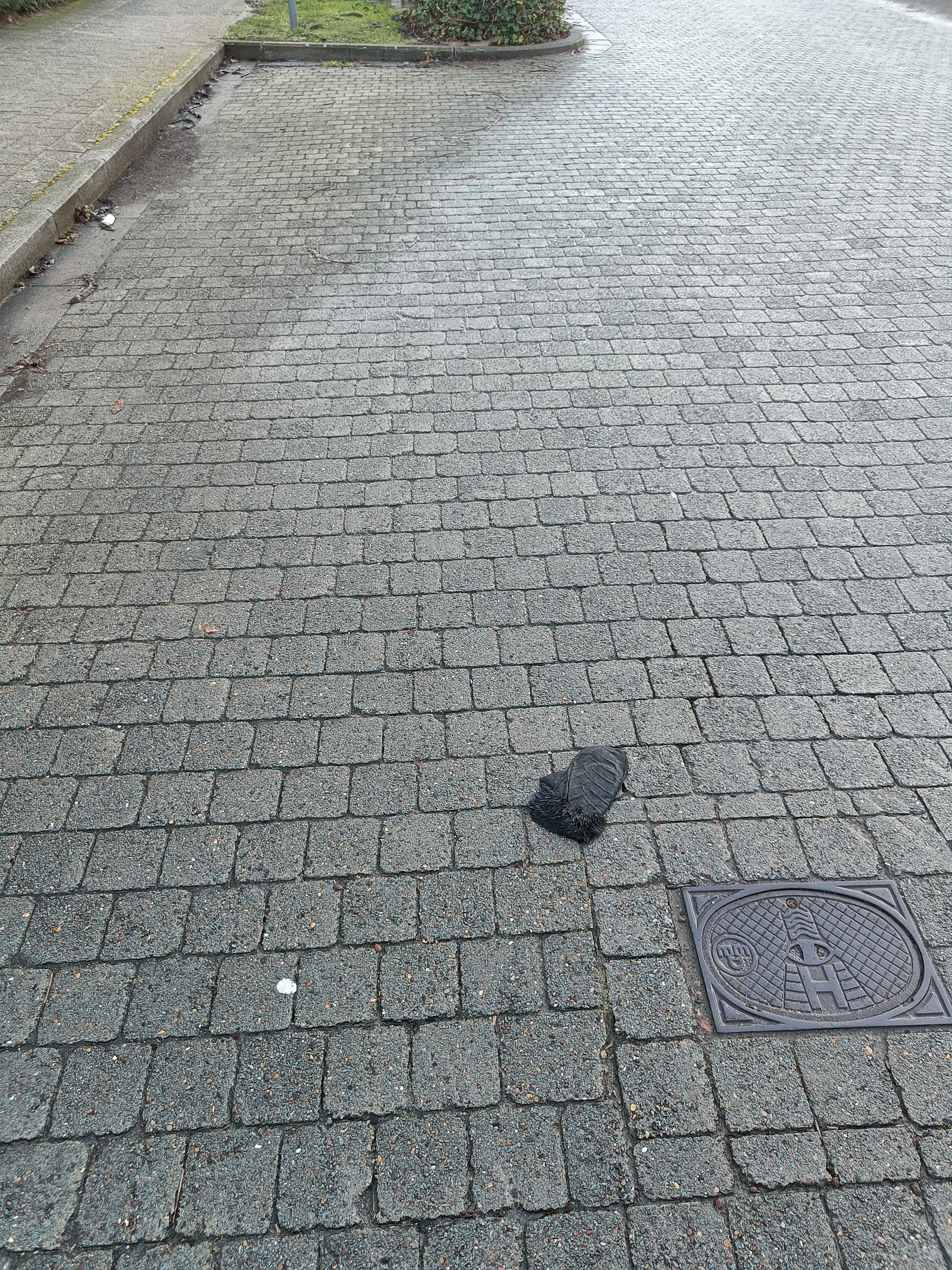 black glove found on 4 Feb 2026