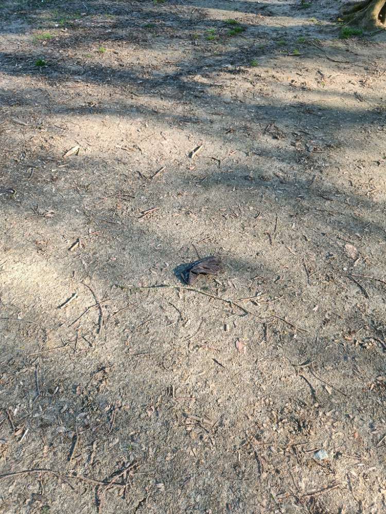 black glove found on 7 Apr 2026