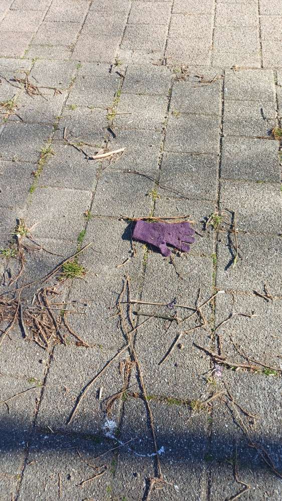 purple glove found on 8 Apr 2026