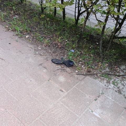 black glove found on 10 Apr 2026