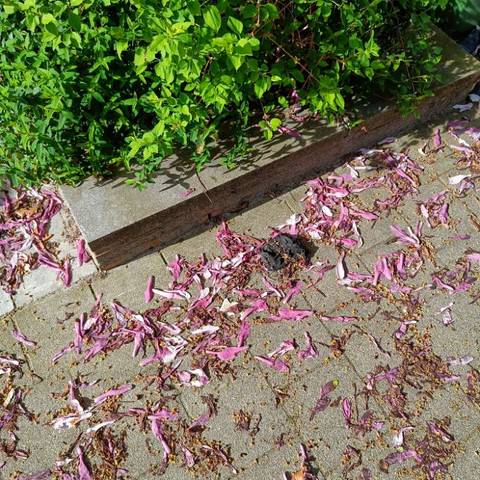 black glove found on 12 Apr 2026