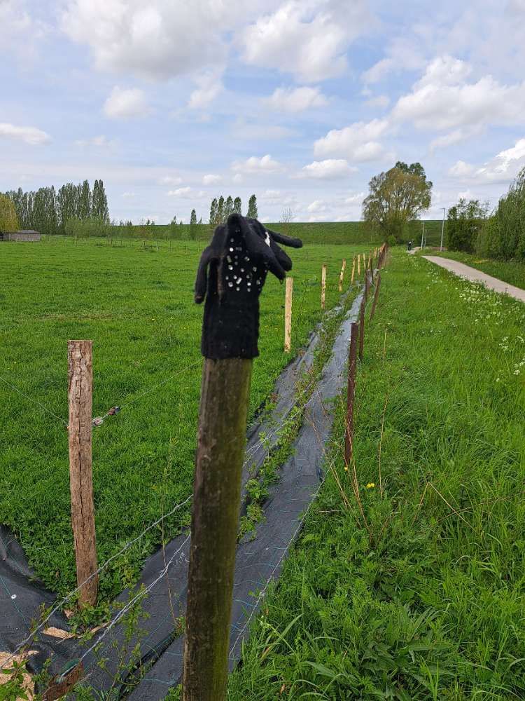 black glove found on 17 Apr 2026