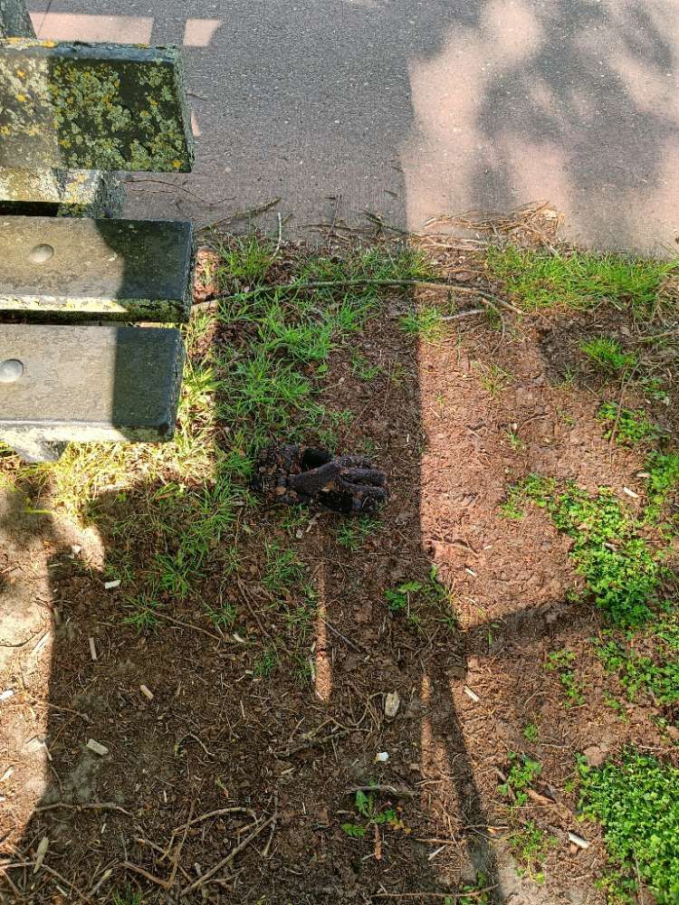 black glove found on 21 Apr 2026