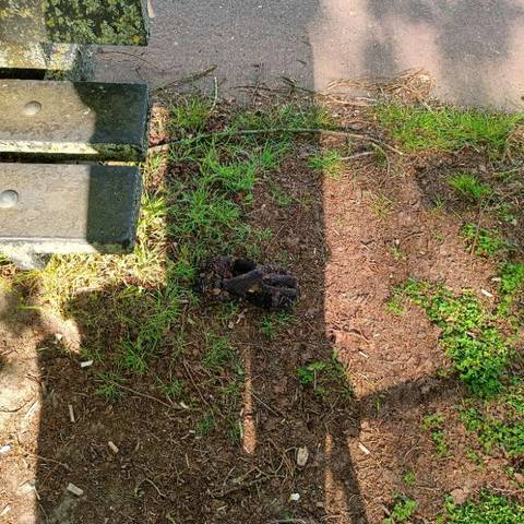 black glove found on 21 Apr 2026