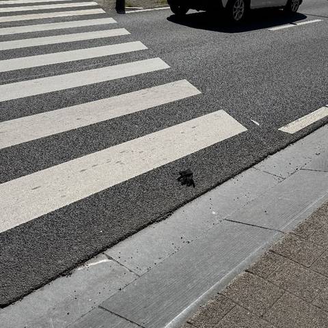 black glove found on 22 Apr 2026