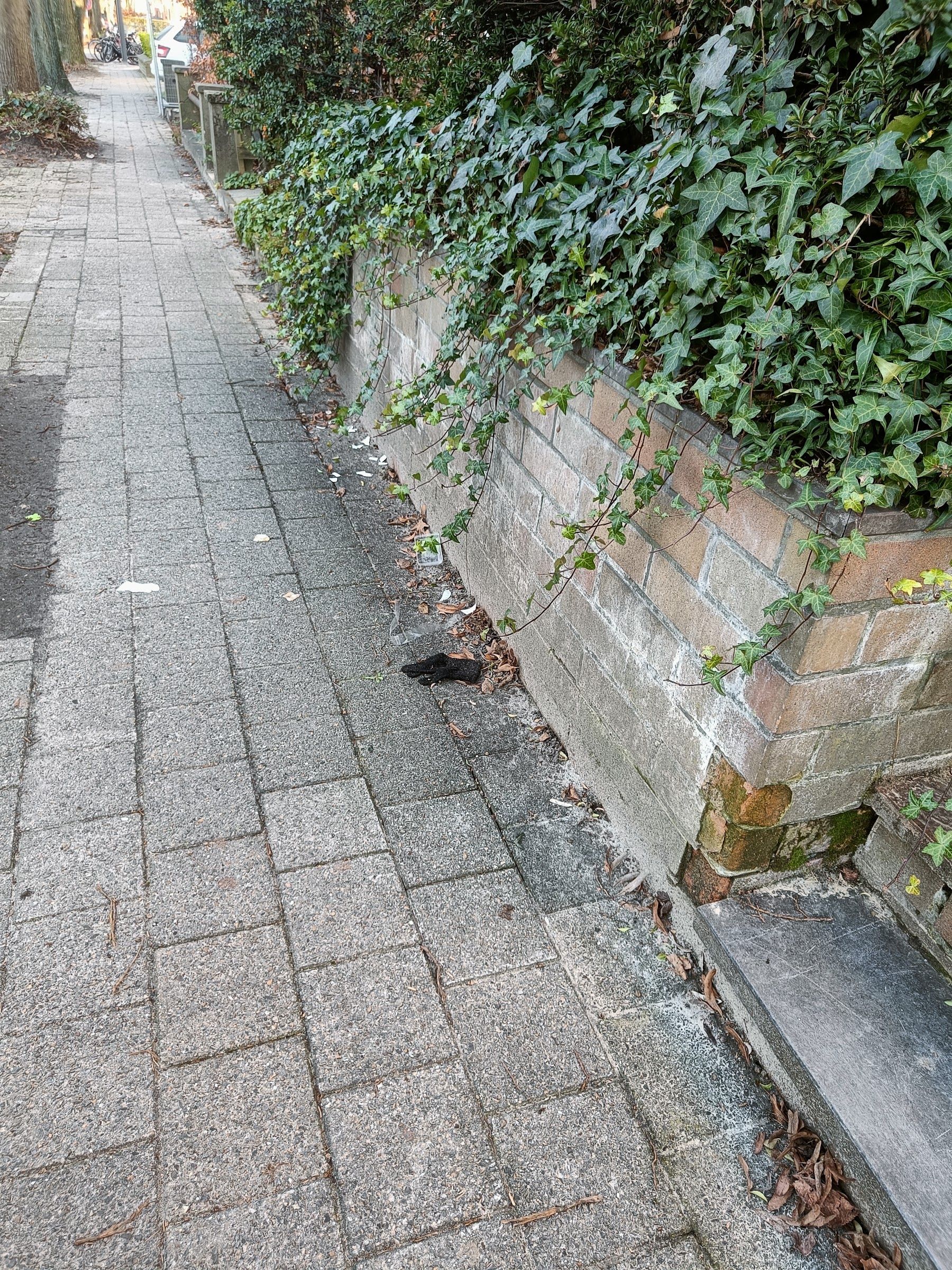 black glove found on 24 Jan 2026