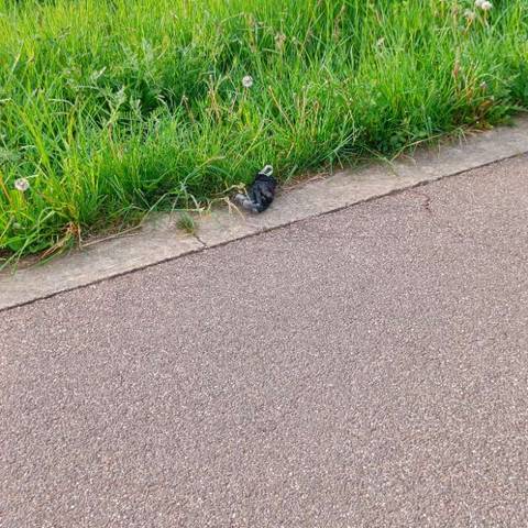 black glove found on 27 Apr 2026