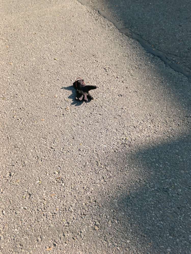 black glove found on 28 Apr 2026