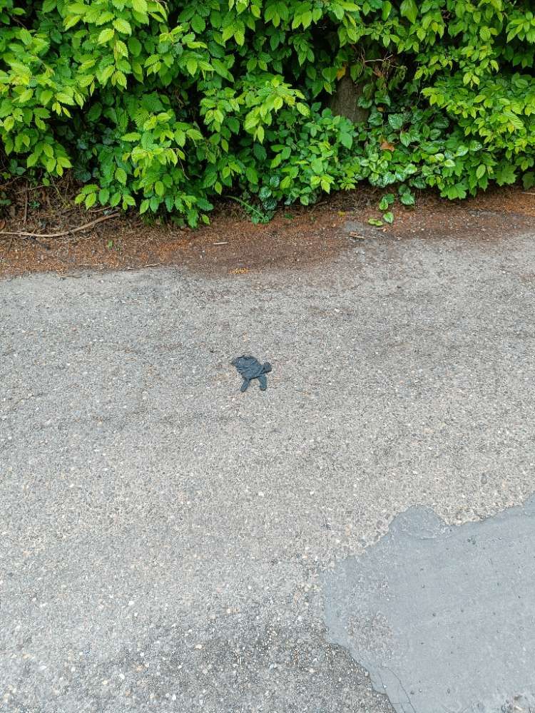 black glove found on 7 May 2026