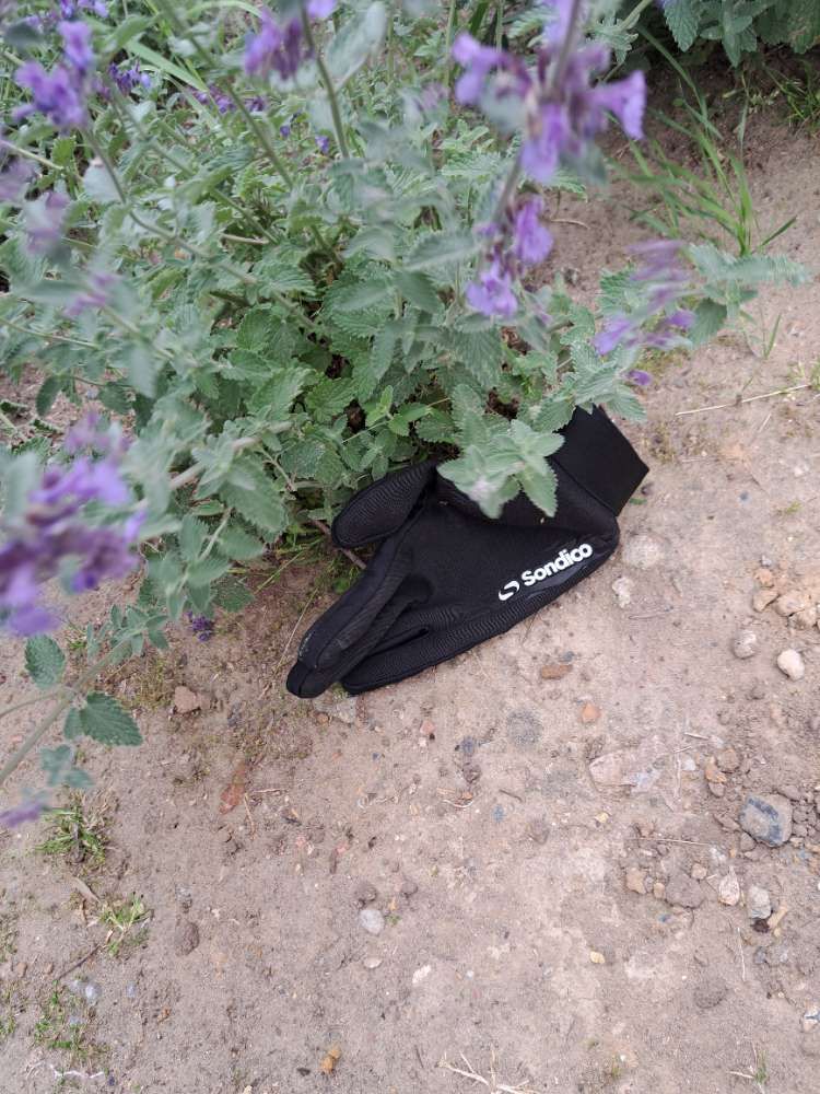 Lost black glove found in Belgium