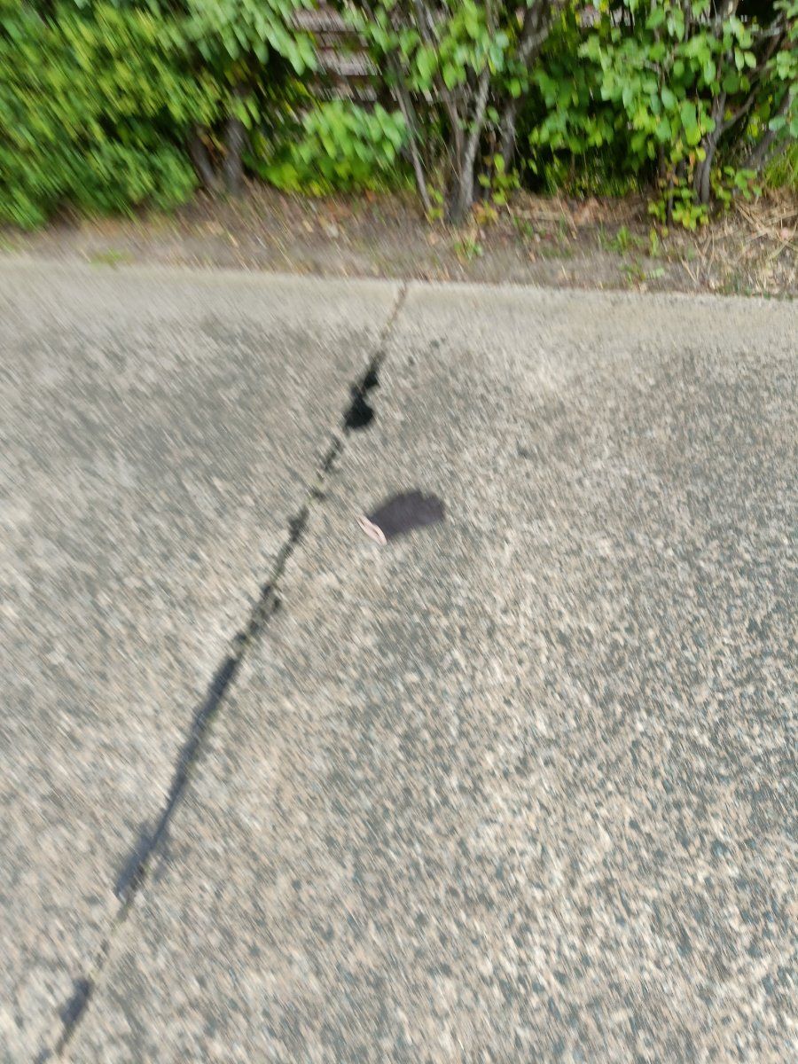 Lost brown glove found in Belgium