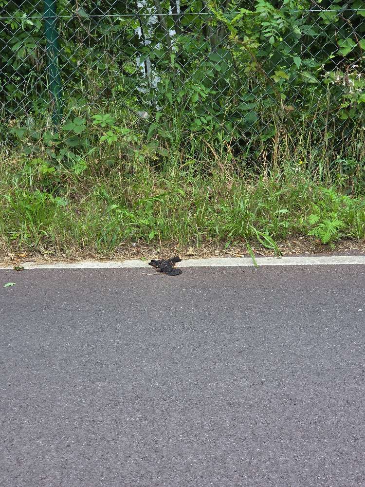 Lost black glove found in Belgium