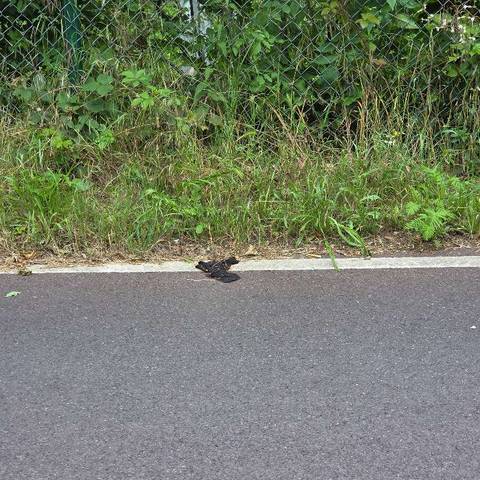 black glove found on 10 Jun 2026