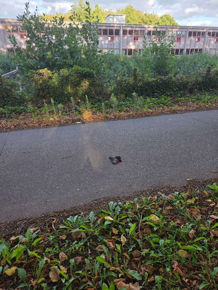 Lost black glove found in Belgium