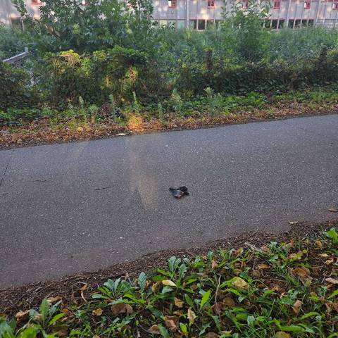 black glove found on 10 Sep 2026