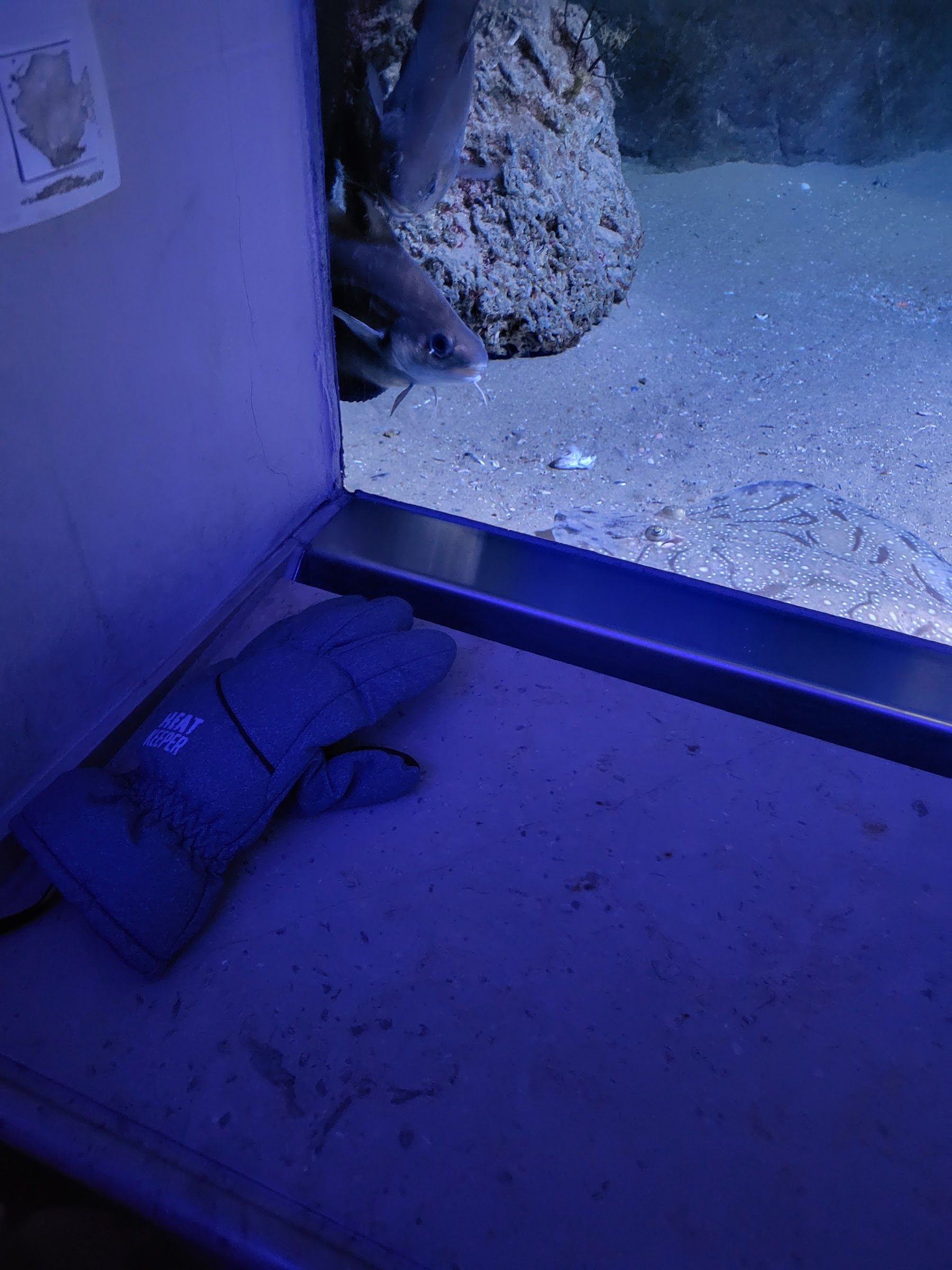 blue glove found on 18 Feb 2026