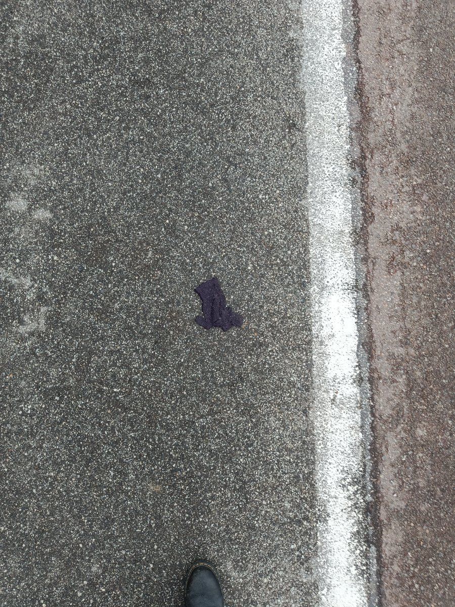 purple glove found on 24 Feb 2026