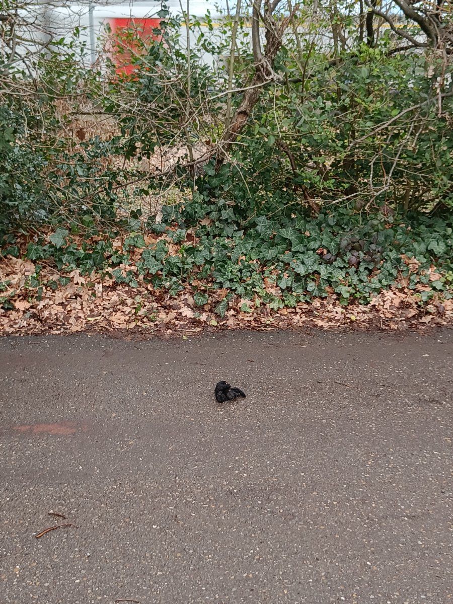 black glove found on 24 Feb 2026