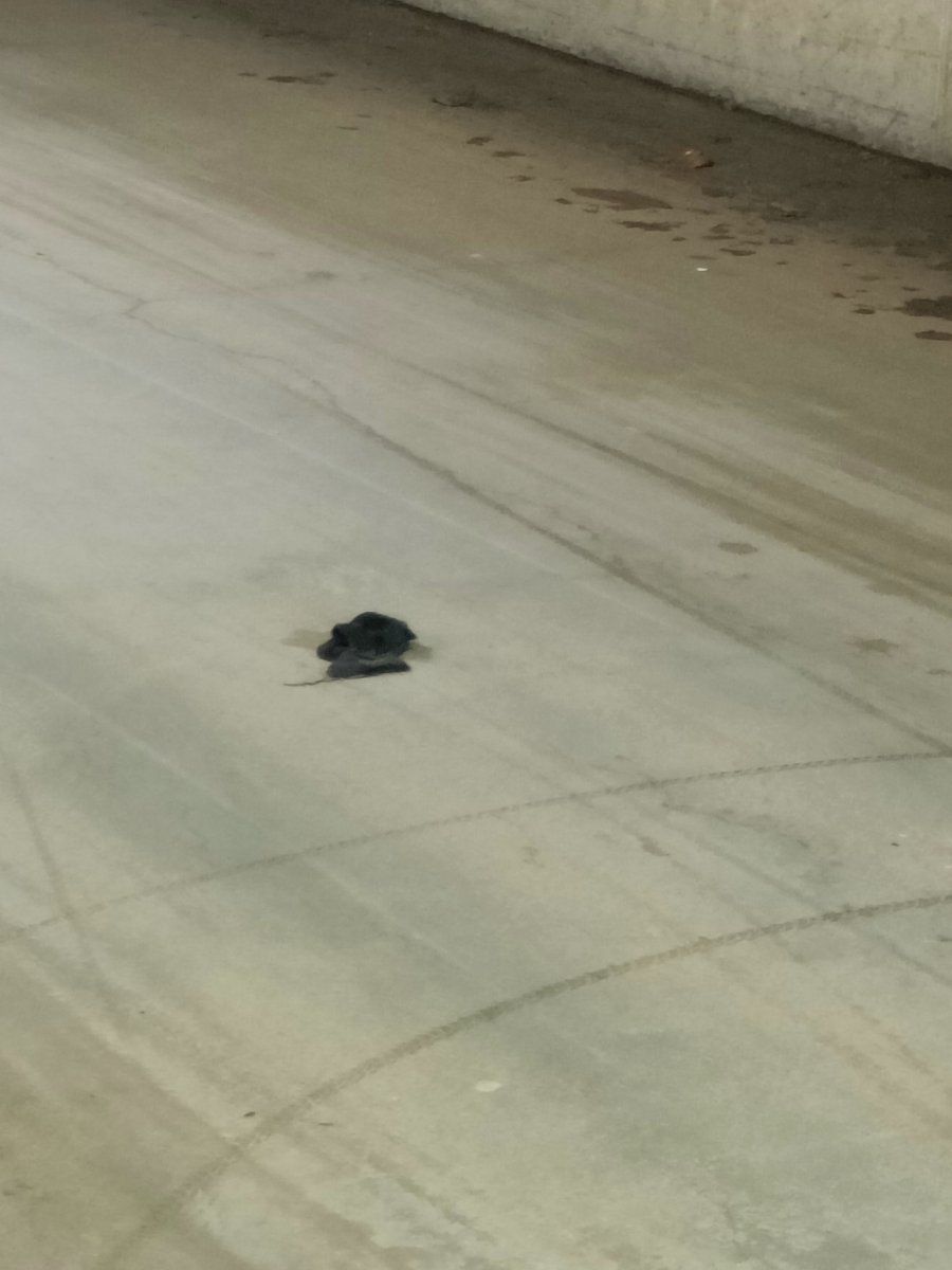 black glove found on 26 Feb 2026