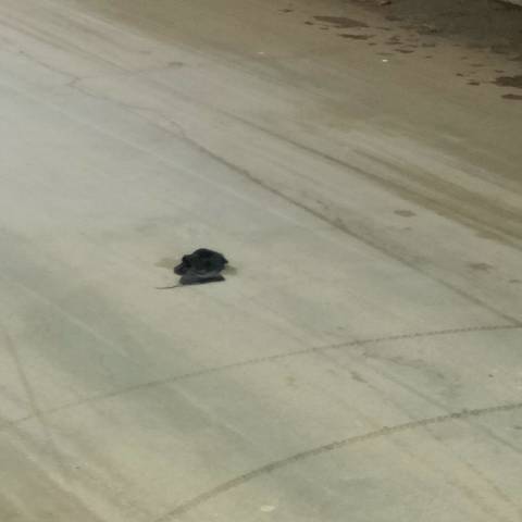 black glove found on 26 Feb 2026