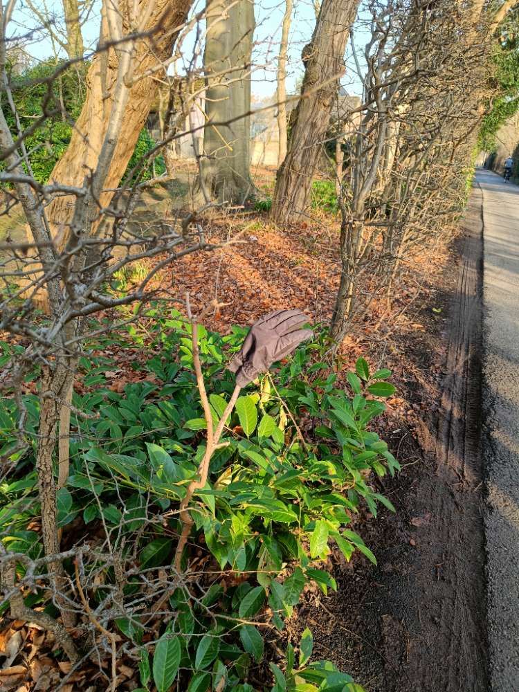 black glove found on 26 Feb 2026