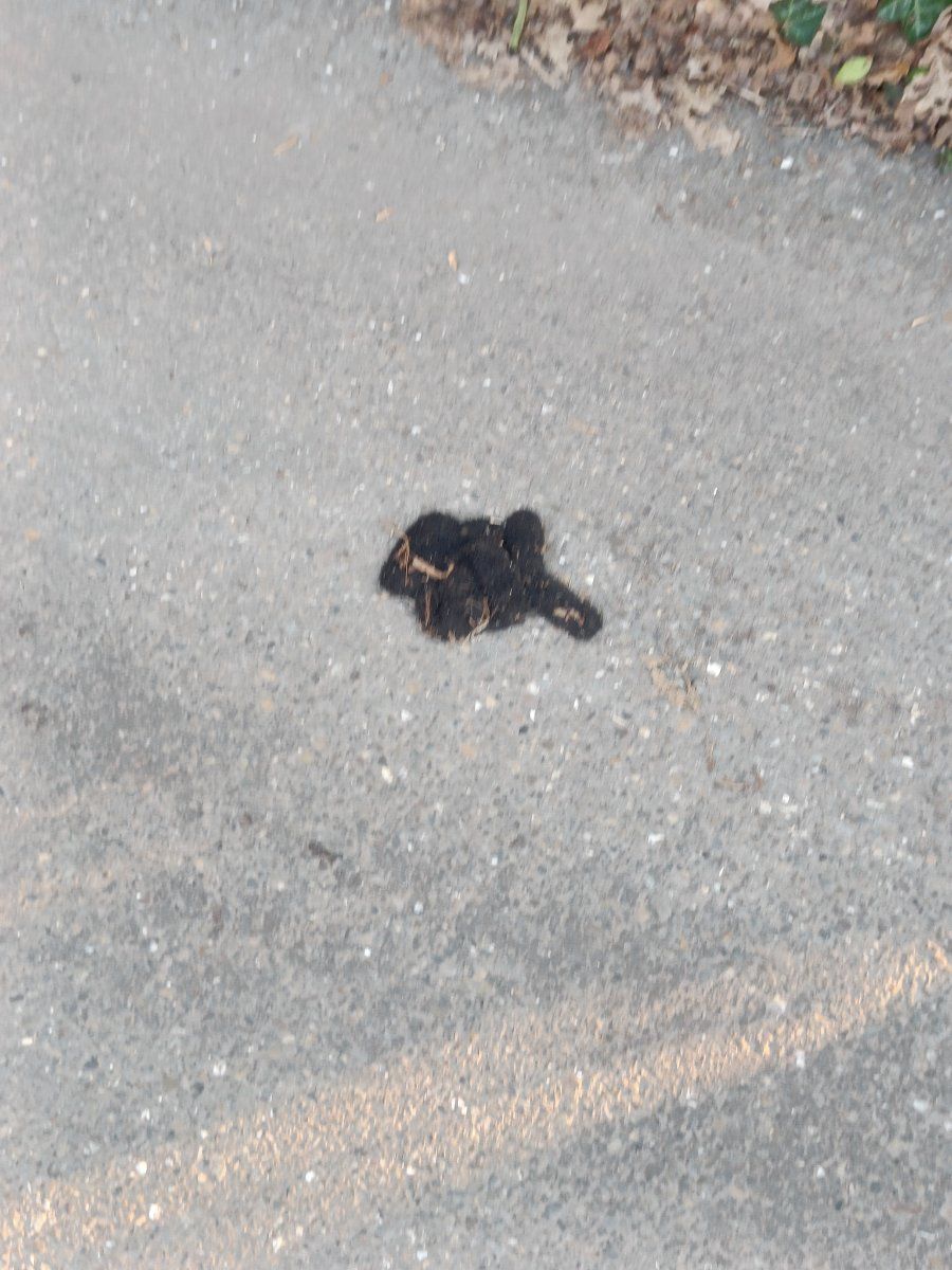 black glove found on 27 Feb 2026